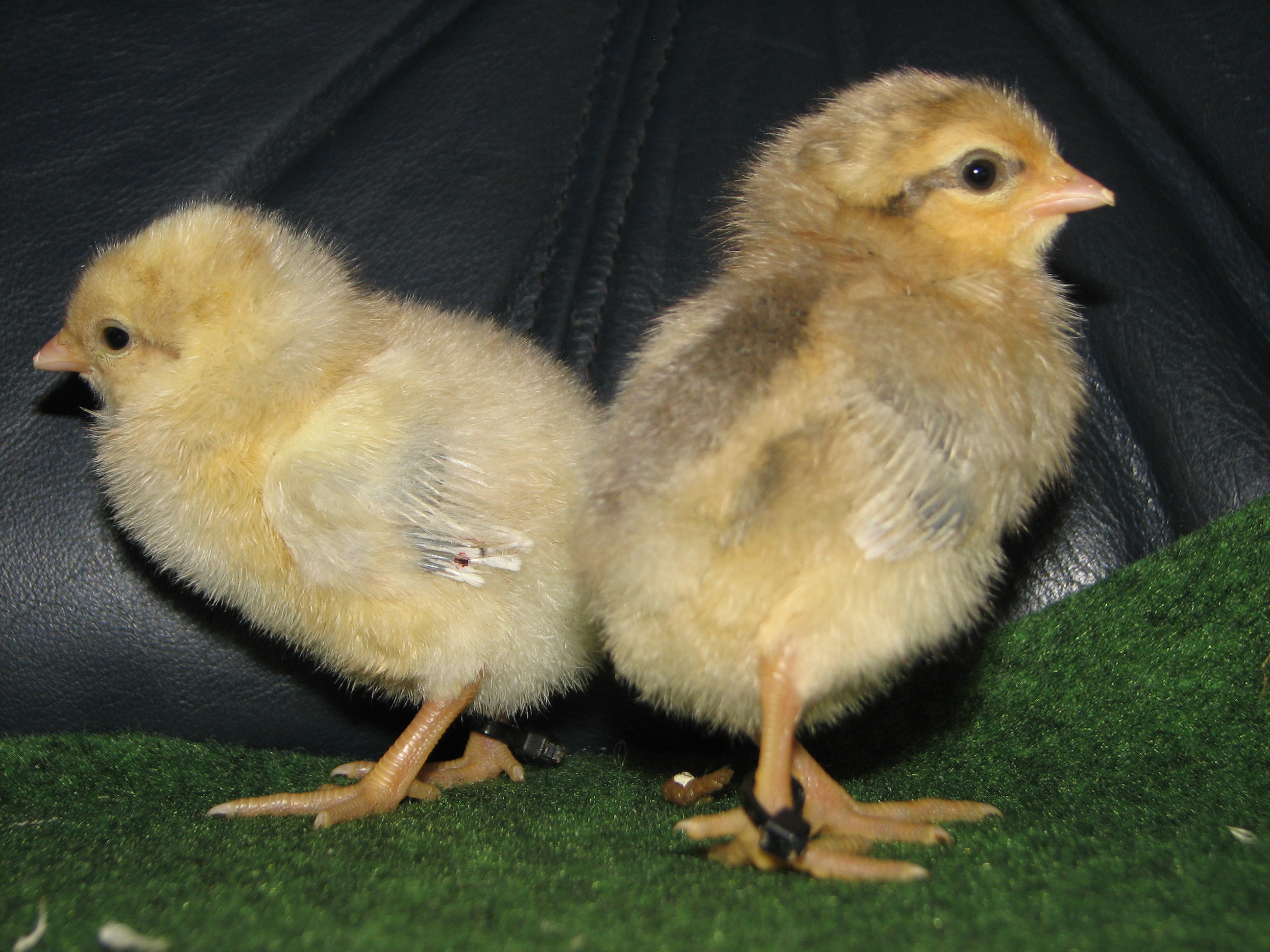 koekoekisabelpatrijs kuikens, links de haan, rechts de hen. 